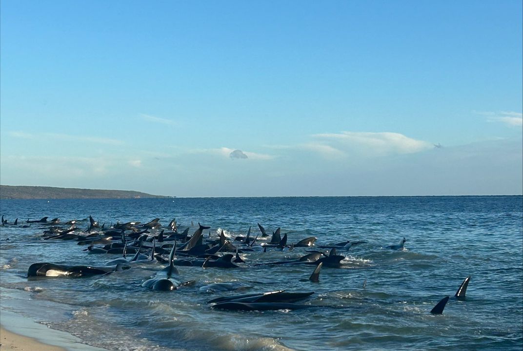 People Helping Whales Grieving Killer Whale Mother Is Falling Behind