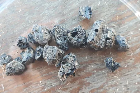 Charred residue containing evidence of beer making.