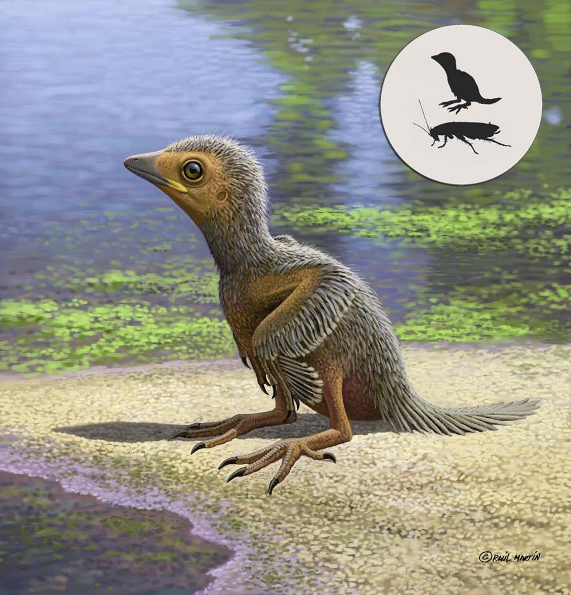127-Million-Year-Old Baby Bird Fossil Offers Peek Into Ancient Avian  Development | Smart News| Smithsonian Magazine