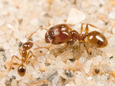 In the Pheidole genus of ants, some insects grow into soldiers with disproportionately large heads, while others grow to be smaller workers. 