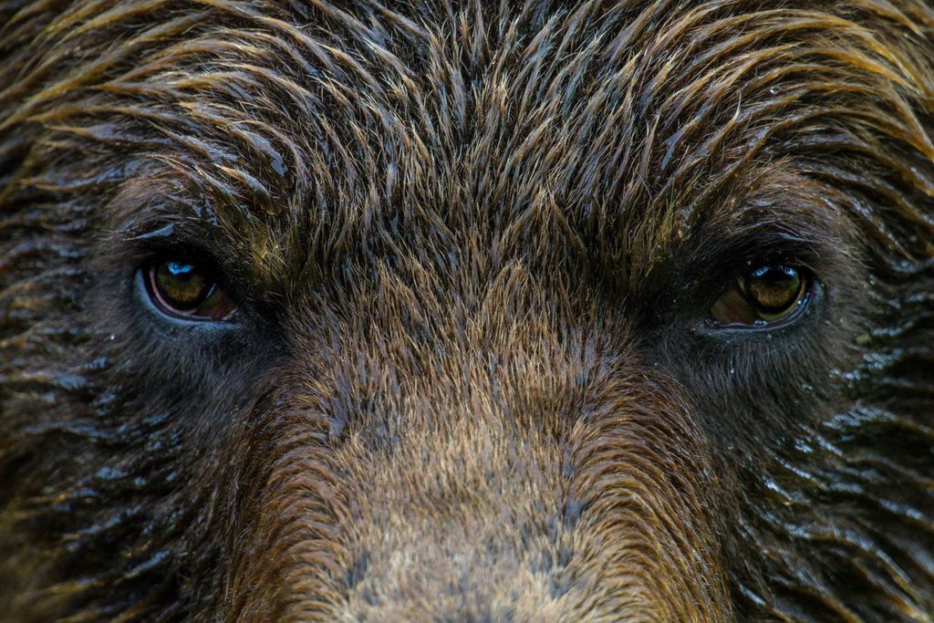 Grizzlies