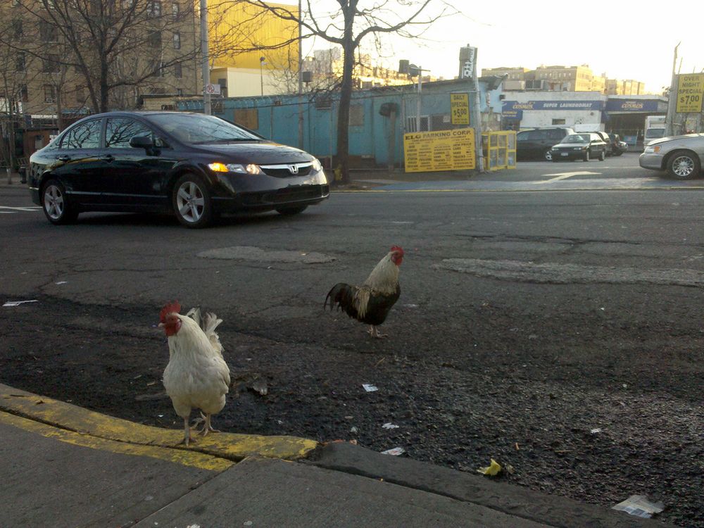 City Chickens