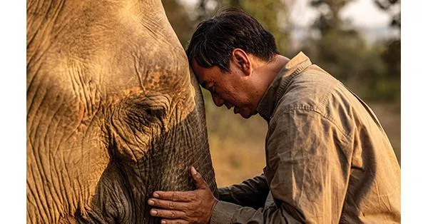 mobile Smithsonian associate Aung Myo Chit soothes an elephant in Myanmar