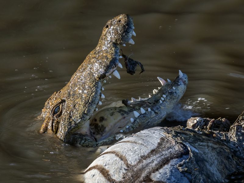 Crocodile eating zebra in Maasai Mara river stream | Smithsonian Photo ...