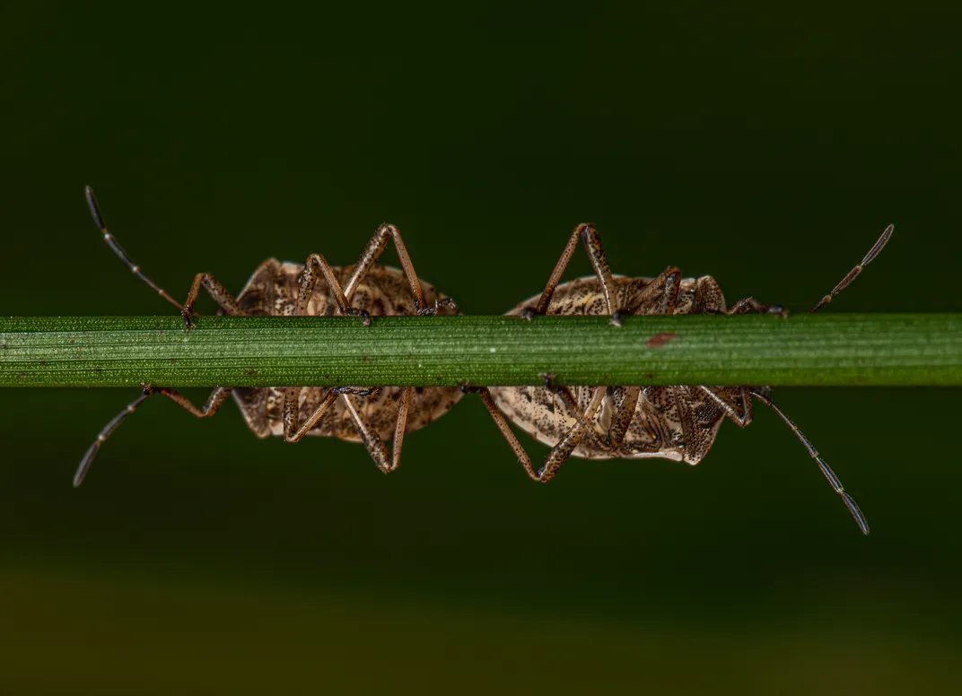 7 - Two shield bugs create a mirrorlike image on a blade of grass.