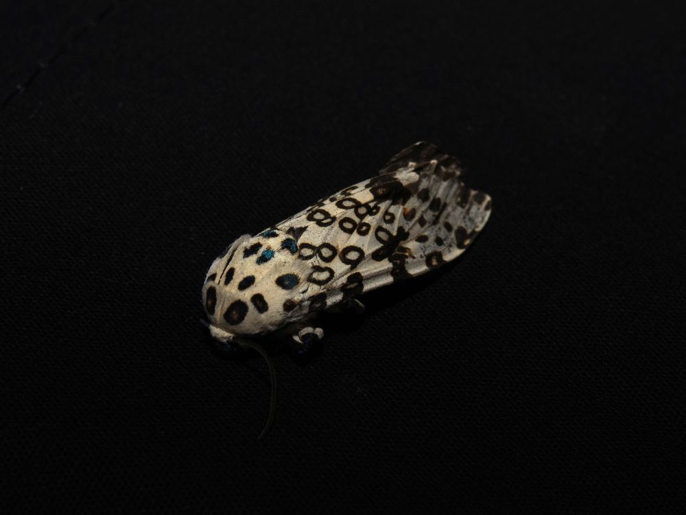 Leopard Moth | Smithsonian Photo Contest | Smithsonian Magazine