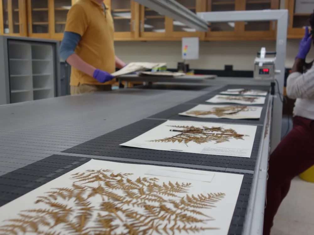 Multiple pages of paper adorned with brown and yellow pressed plant specimens sit, one after the other, on a dark gray table-like surface. In the background are two people with purple gloves on.