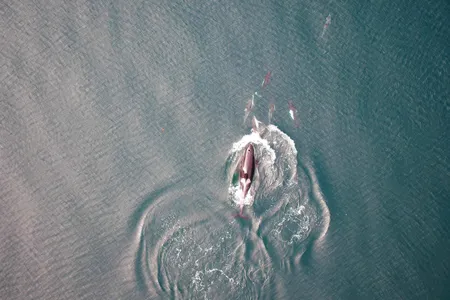 Orcas and dolphins might hang out together off the coast of British Columbia to hunt for food as a team, new research suggests.
