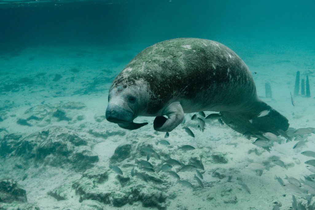 Manatee floating in water in underwater image