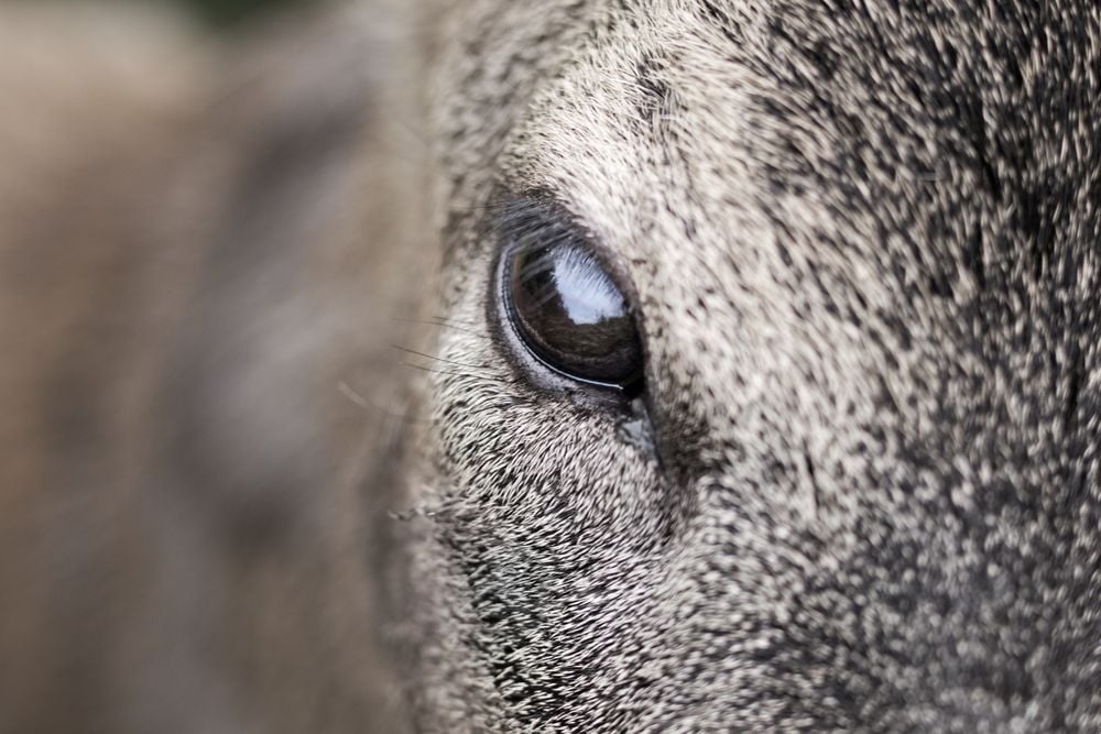 A face-to-face moment with a wild deer, and a close-up shot off the animal's face. 
That day, I was coming back from a very disappointing wildlife photography shoot in a local forest, and I had seen almost nothing. Suddenly, in the middle of nowhere, a deer crossed the road in the middle of busy traffic. I stopped on the side of the road to make sure the poor animal wasn't hurt and would make it back to a safe location. As he hadn't decided to leave quite yet, he gave me a chance to grab my DSLR and my telephoto lens for one last shot before he headed away from the road and back to the fields.