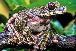 Rabbs Fringe-Limbed Treefrog