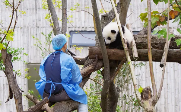 Coaxing a Panda Cub thumbnail