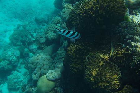 The Great Barrier Reef