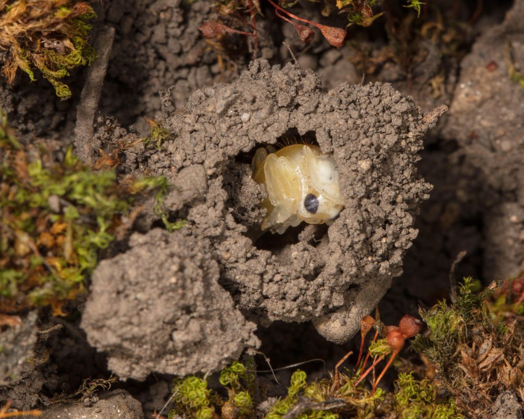 Illuminating the Secret Language of Lightning Bugs