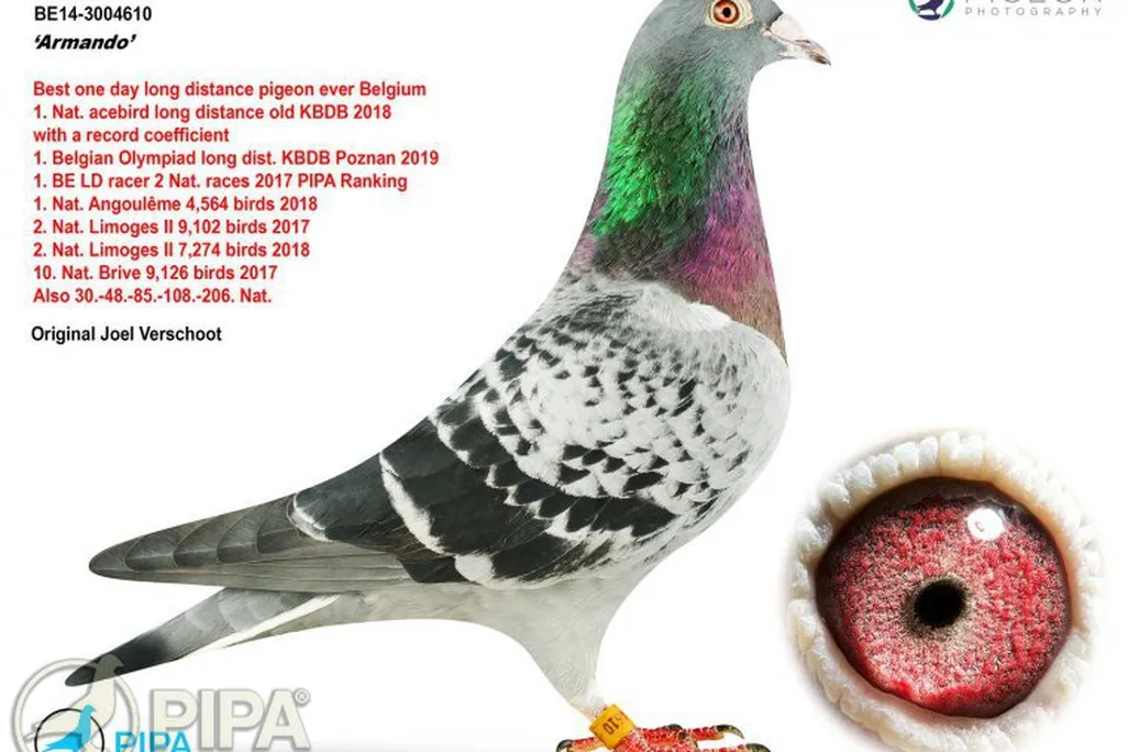 Armando Pigeon