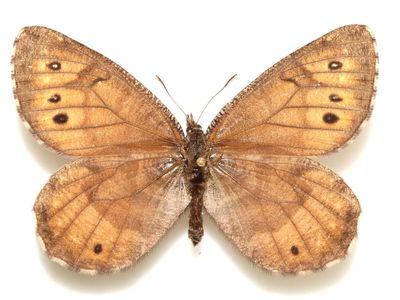 The dorsal side of Oneis tanana, which could be the only butterfly species endemic to the Alaskan Arctic. 