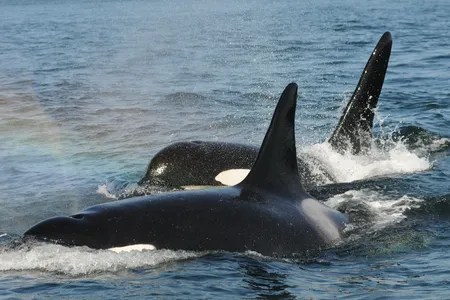 An orca mother travels alongside her son.&nbsp;Older orca females past their reproductive years often lead their pods on hunts.