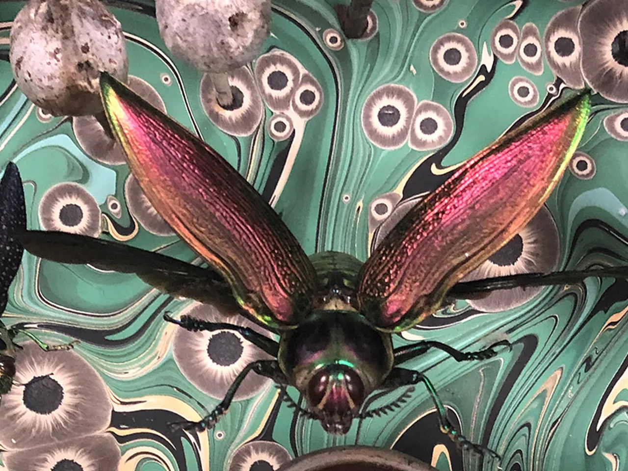 The Creepy, Crawling History of Insect Art