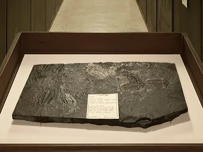 Burgess Shale