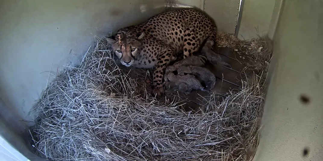 a cheetah mother nurses five cubs