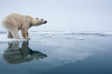 Polar bears just don’t do it for us anymore. 