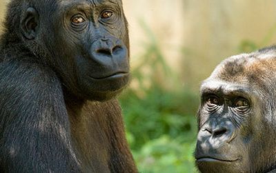What are the National Zoo's gorillas plotting?