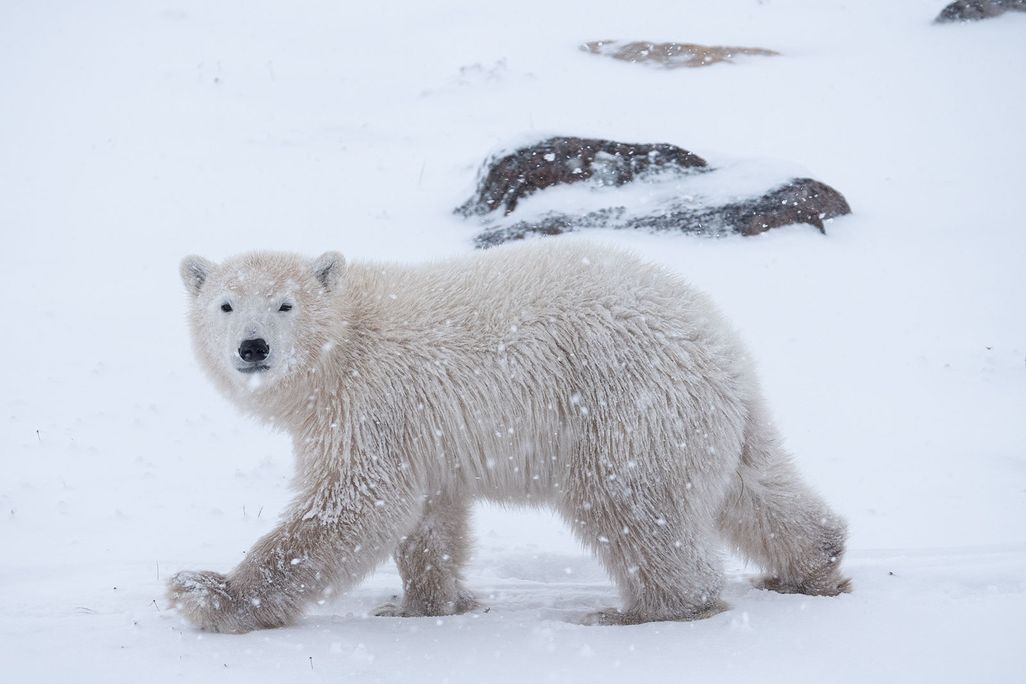 Polar Bear Walking
