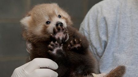 The adorable red panda cub