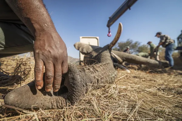 Rewilding an Elephant thumbnail