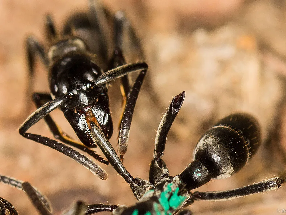 Close-up shot of two black ants