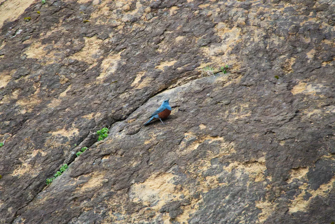 Blue bird on rock