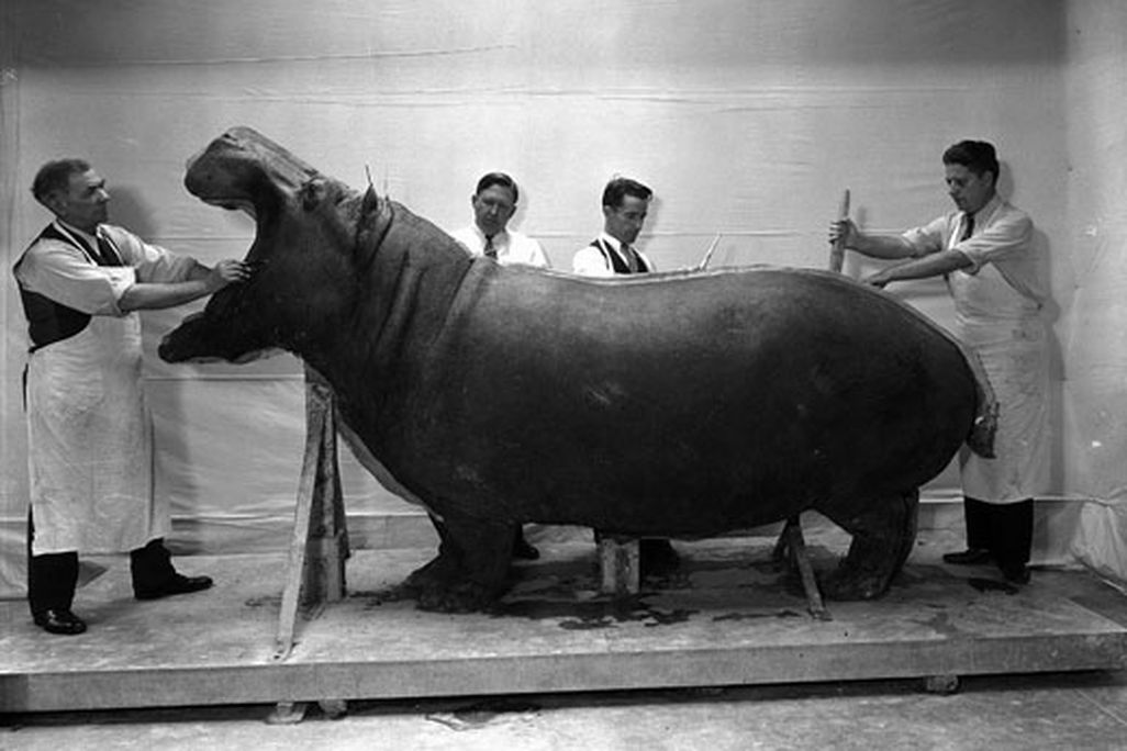 hippo.jpg