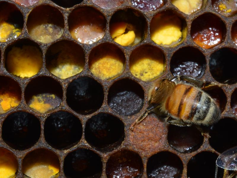 Honey bees packing in the pollen. Smithsonian Photo Contest