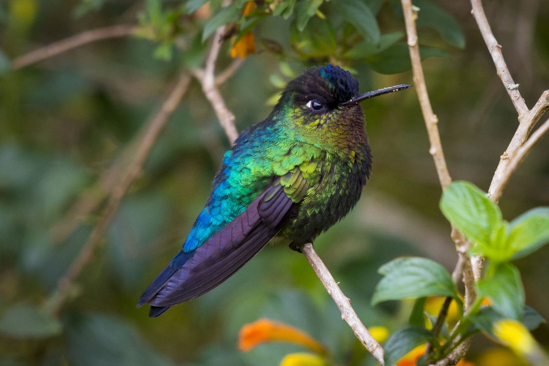 Fiery-throated Hummingbird | Smithsonian Photo Contest | Smithsonian ...