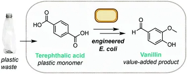 An image showing the chemical conversion of terephthalic acid into vanillin using engineered E.coli