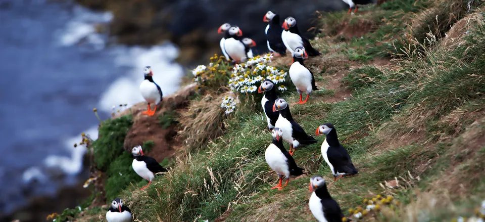  Puffins along the cliffs of Iceland 