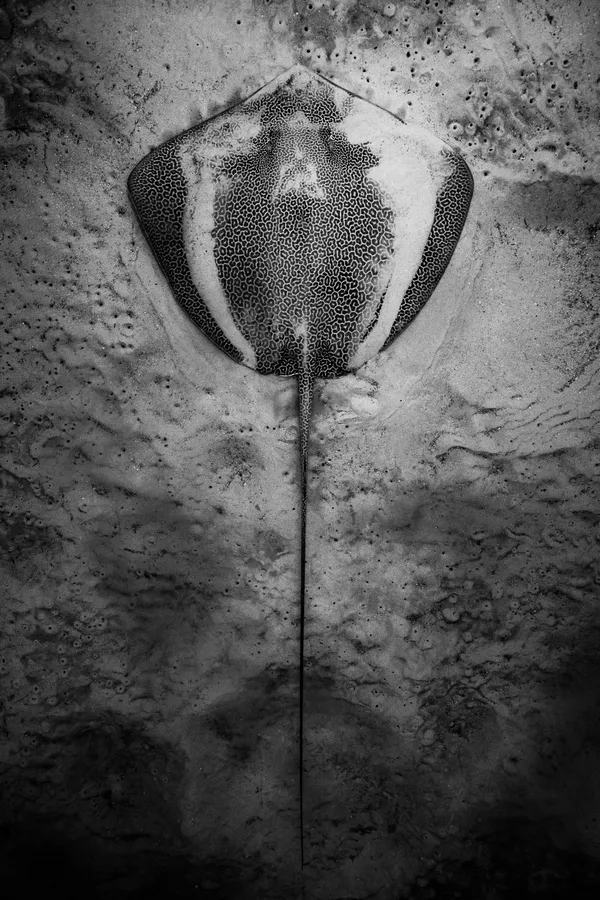 Leopard whipray thumbnail