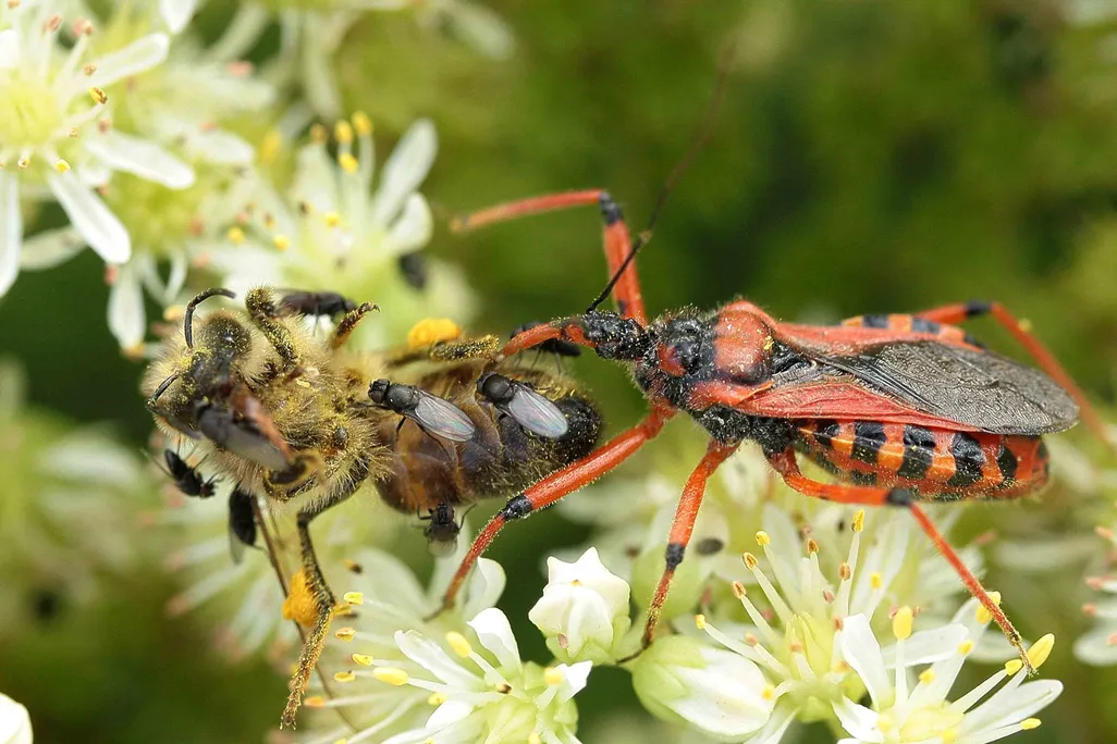 01_30_2014_zombee.jpg