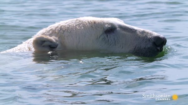Preview thumbnail for Capturing a Photo of a Swimming Polar Bear is Risky Work