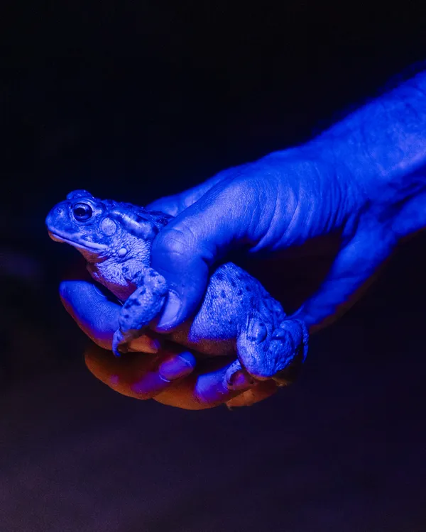 Southwestern Toad in AZ thumbnail