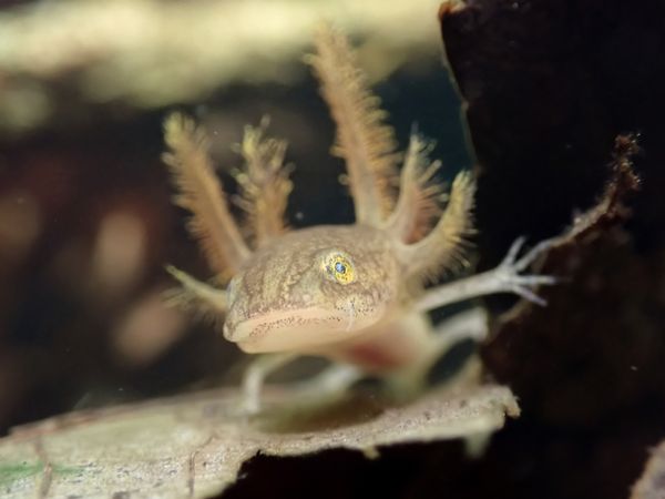 Salamander larvae thumbnail