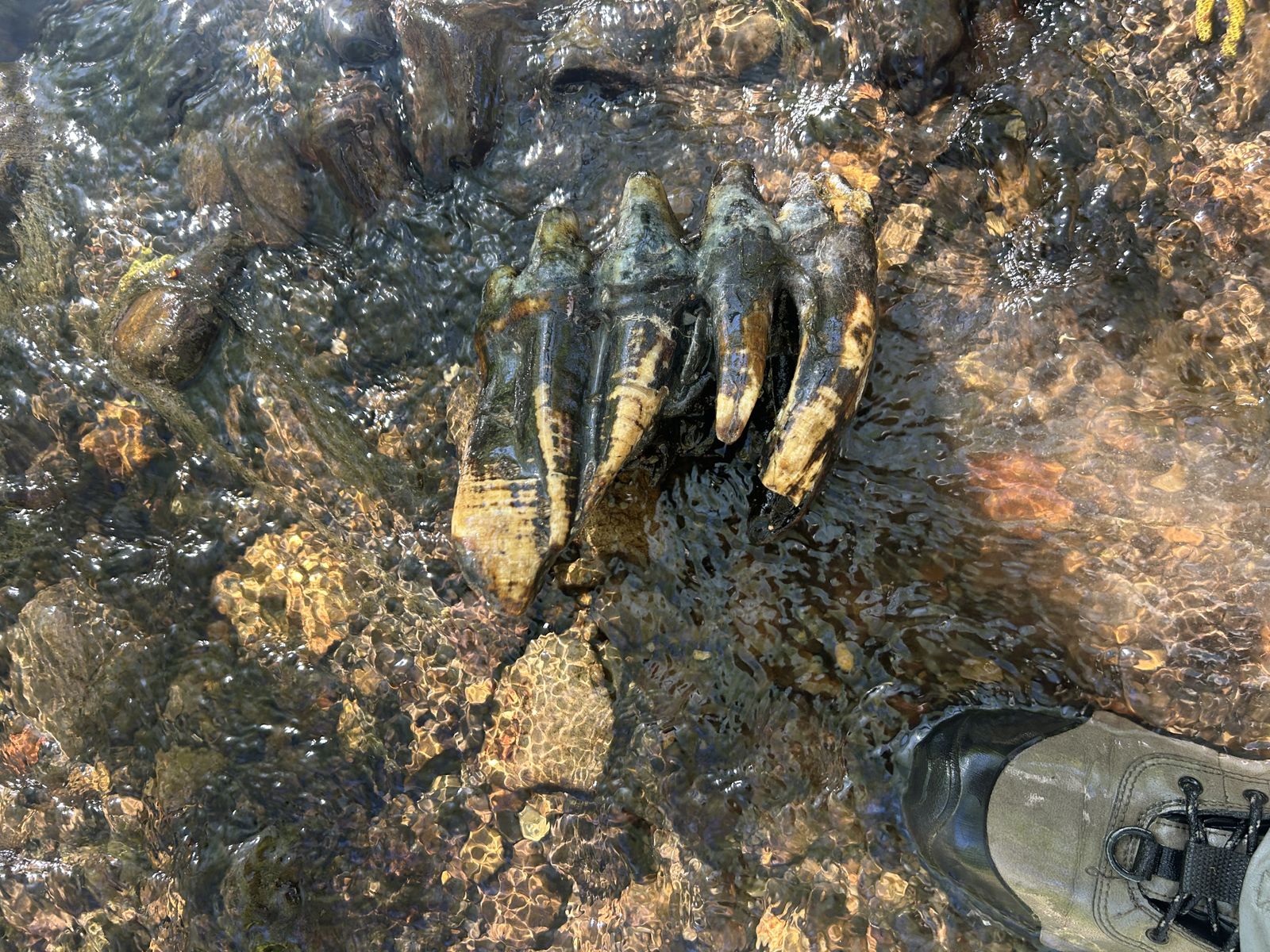 A Geologist in California Found Something Strange Sticking Out of a Creek. A Reverse Image Search Told Her It Was an Ancient Mastodon Tooth