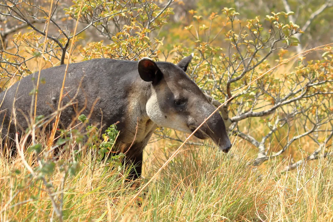 Tapir found in Costa Rica