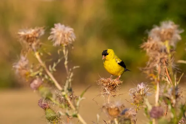 Contemplative American Goldfinch and Dried Thistle Flowers thumbnail