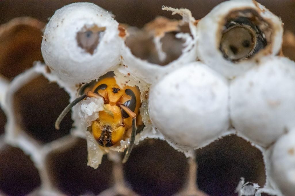Asian giant hornet inside comb