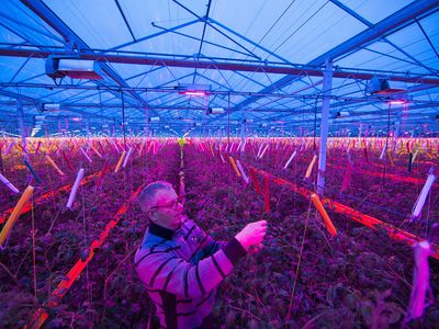 Working under LED lighting in a tomato greenhouse in the Netherlands
