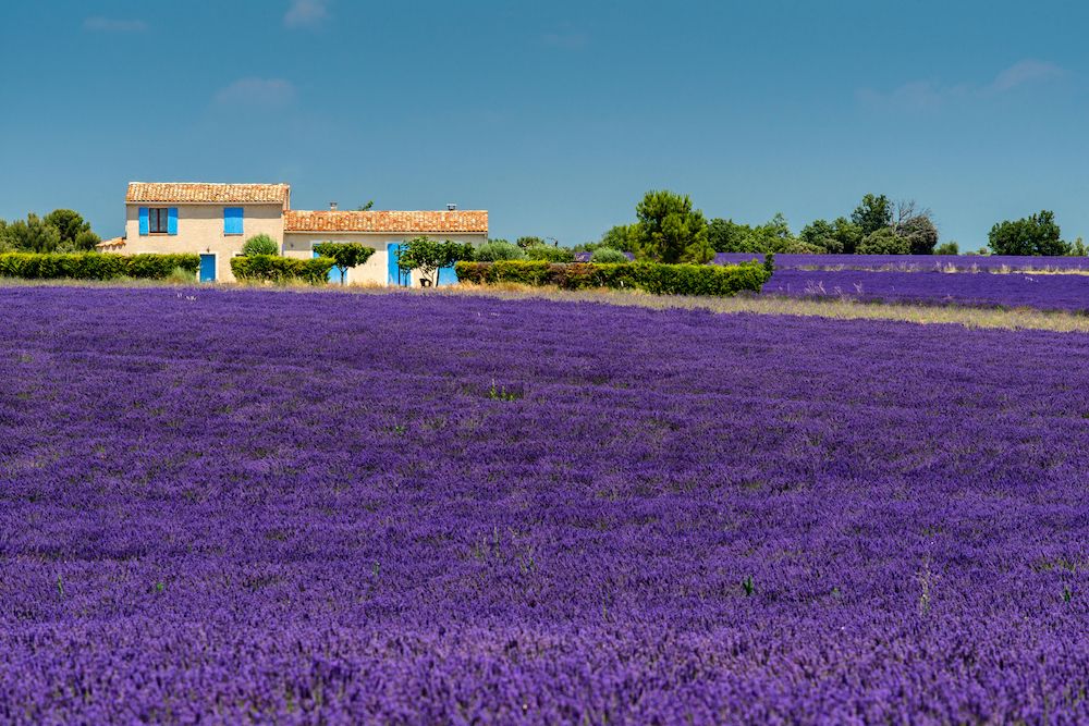 Lavender Fields, Provence, France