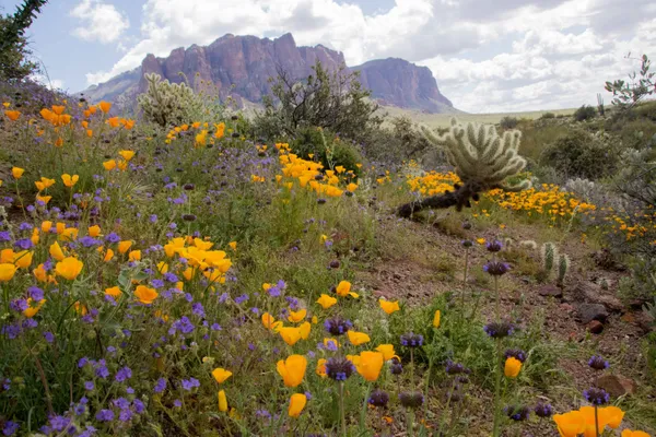 Superbloom, Lost Dutchman State Park thumbnail