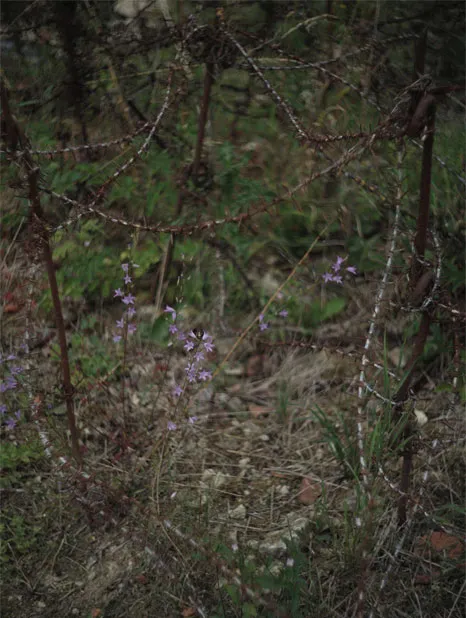 The Scars of World War I