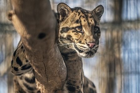 Take a virtual field trip to the Smithsonian Conservation Biology Institute to see clouded leopards in a National Museum of Natural History Program streaming Jan 13. (Smithsonian)
